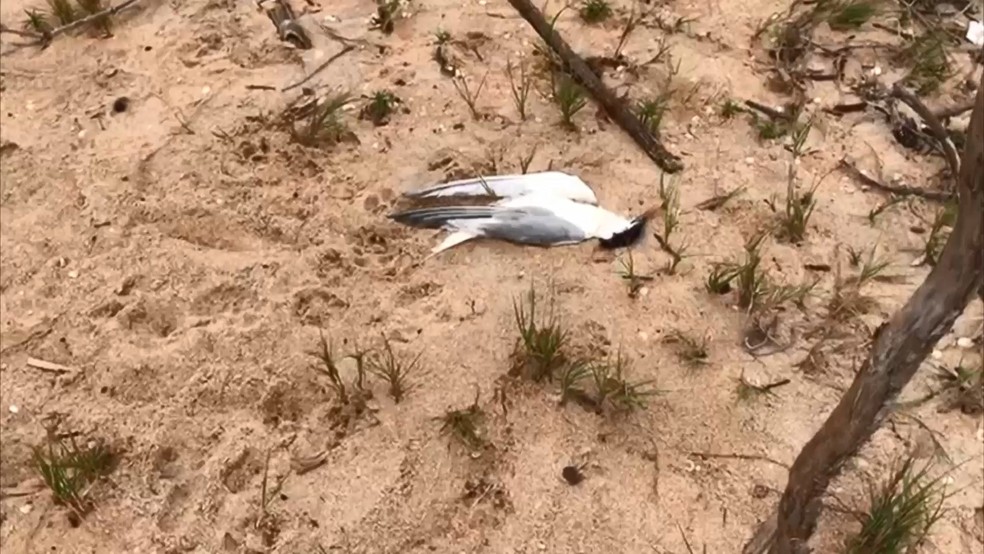 Ave encontrada morta em ilha em Marataízes, sul do ES - Foto: Reprodução/TV Gazeta