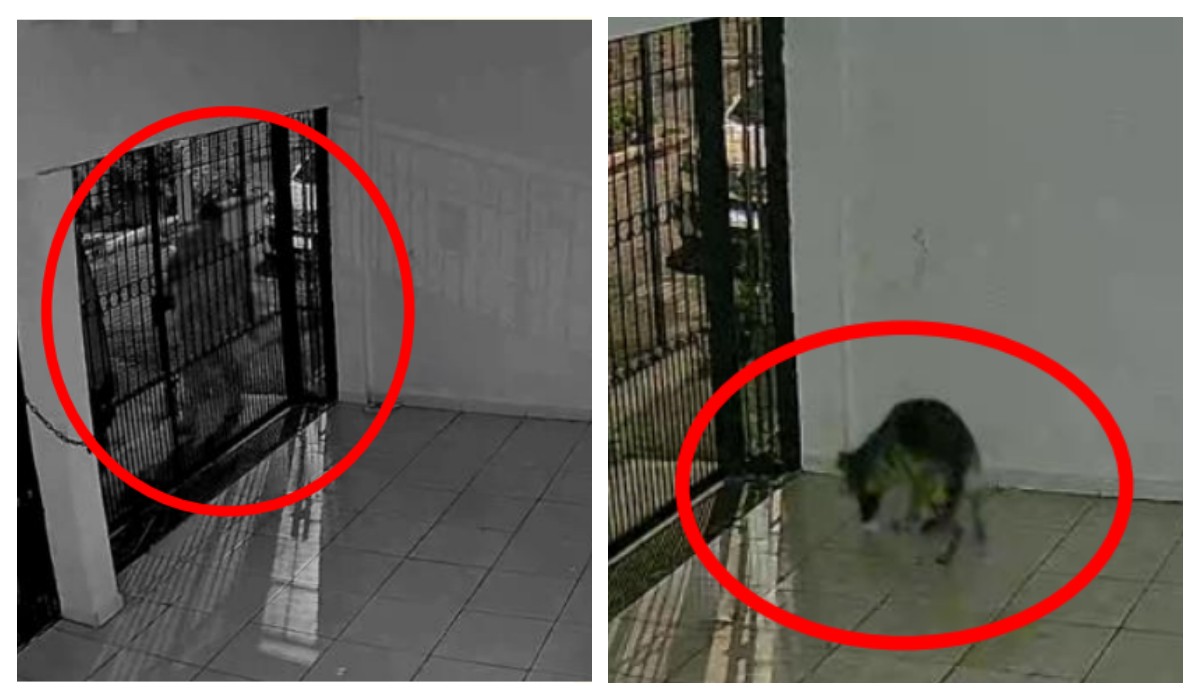 Vizinho é suspeito de jogar 'chumbinho' e matar cachorro da raça pastor-alemão na Zona Norte de SP