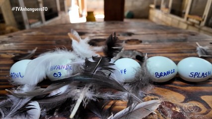 Produtor tocantinense investe na criação de aves ornamentais