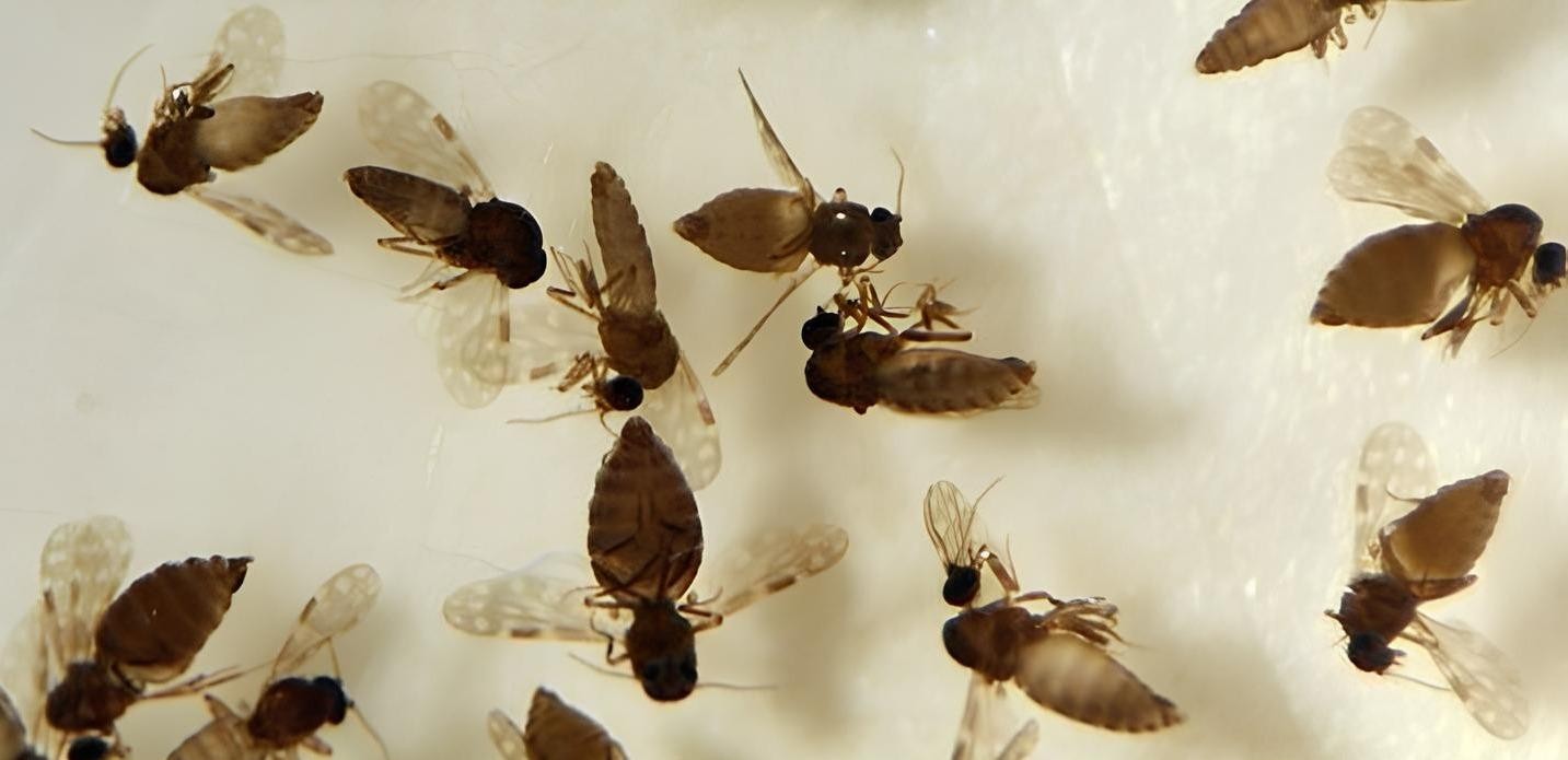 Febre Oropouche: Goiás confirma primeiro caso da doença