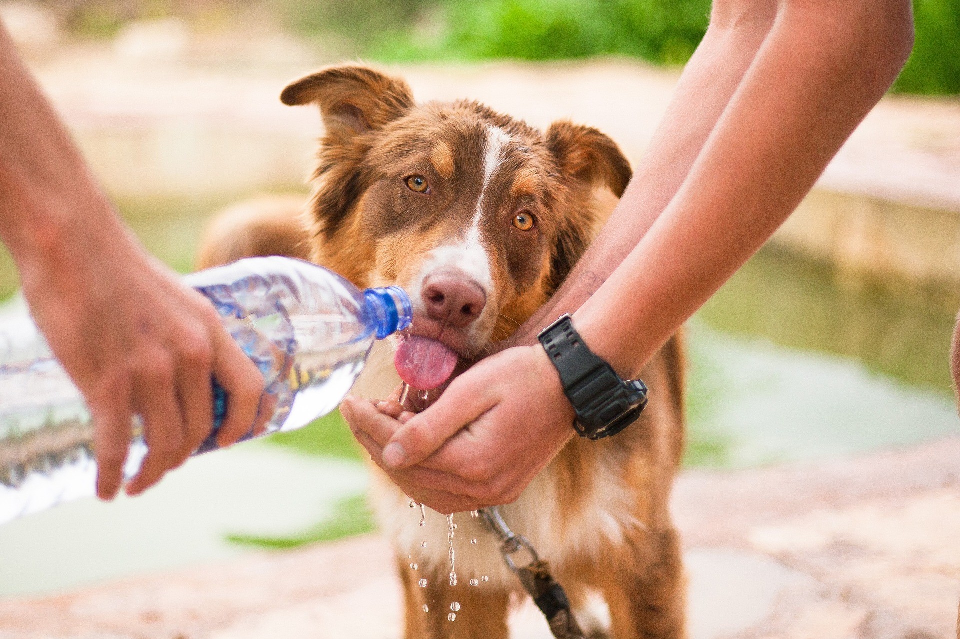 Veterinária de Divinópolis dá dicas de cuidados com os pets nos dias quentes e secos