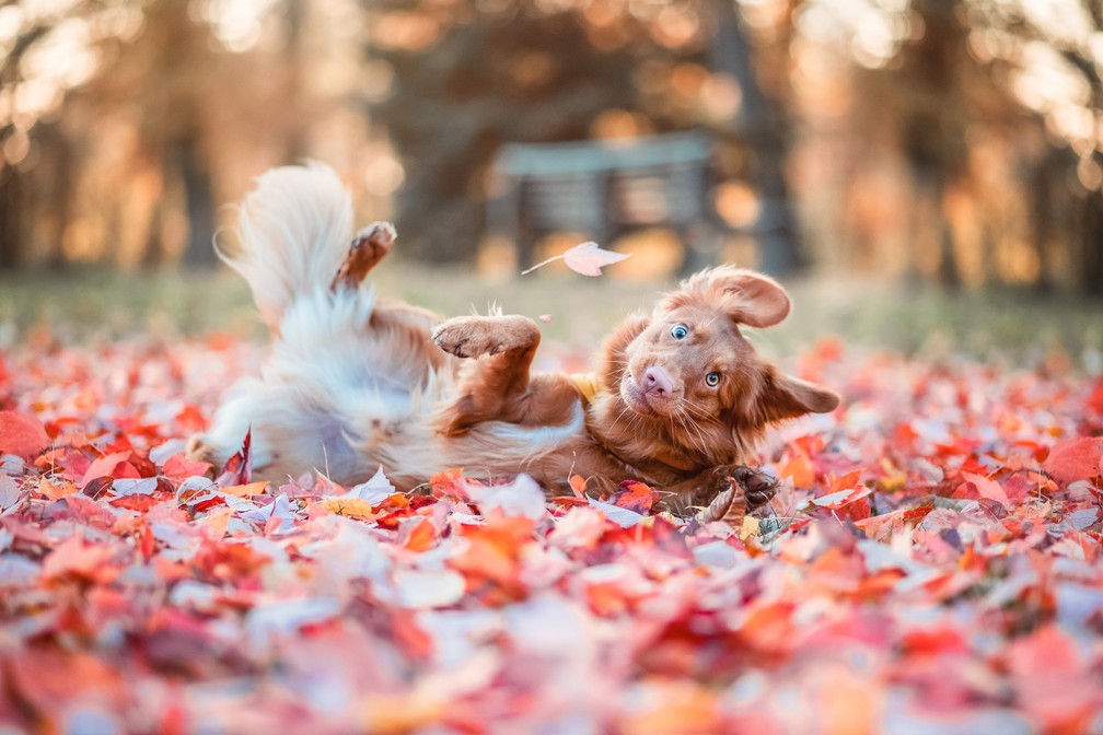 'Minha cara quando o 'crush' diz oi', finalista do Comedy Pet Photo Awards — Foto: Kerstin Leichtenmüller/Comedy Pets