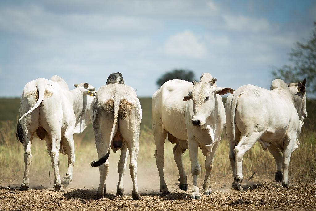 Seis frigoríficos de MT são habilitados para exportar carne bovina à Indonésia em meio ao tarifaço de Trump