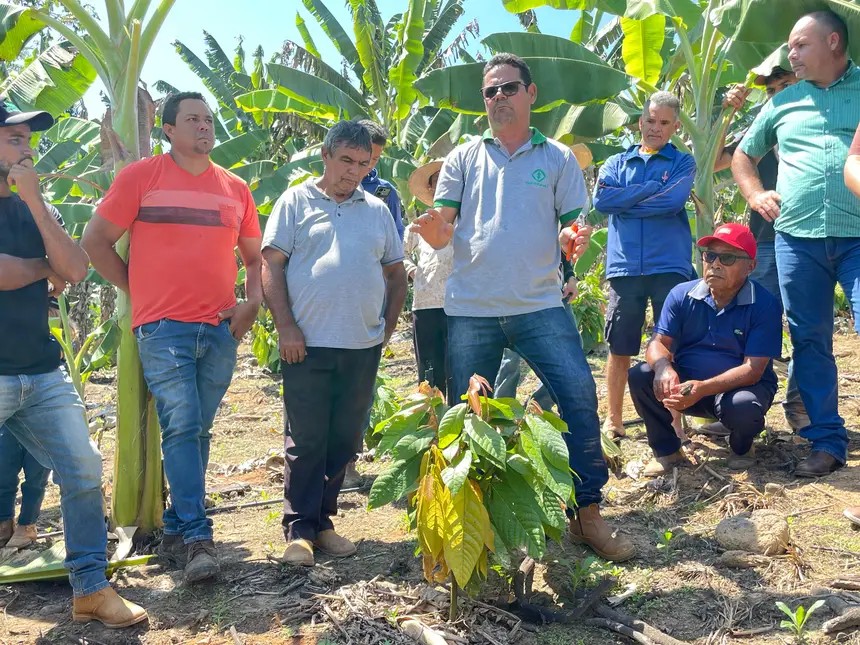 Produtores participam de oficina de poda de formação de cacau para ampliar produção em Rurópolis