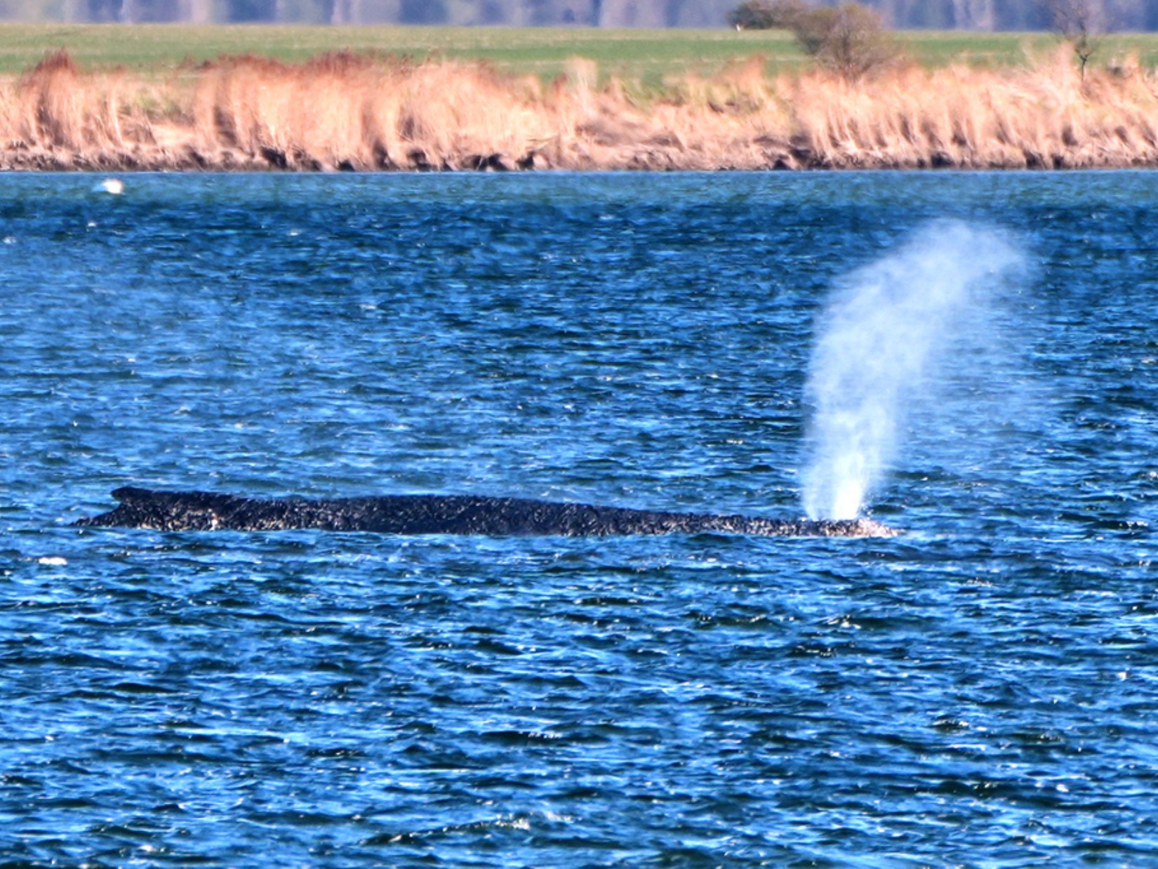 Drama de baleia encalhada há semanas na Alemanha mobiliza protestos e levanta dilema sobre resgate; entenda