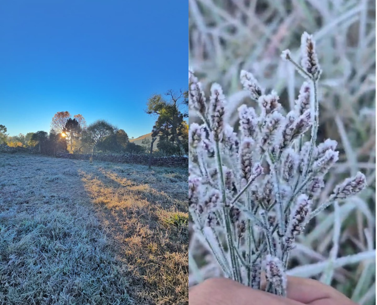 Frio volta com força e SC registra amanhecer de -4,2°C e 'buquê de flores congeladas'; VÍDEO