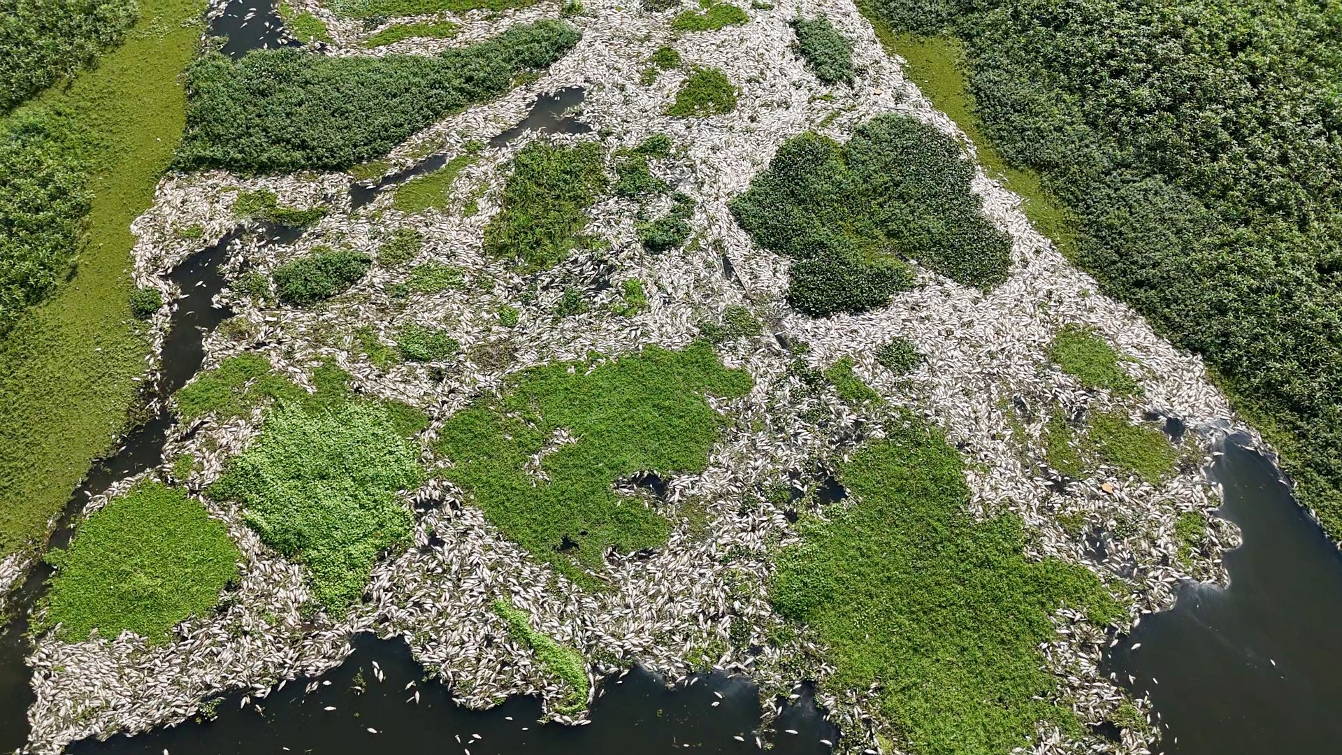 MP says plant responsible for fish deaths in São Paulo's mini-pantanal continued to pollute after environmental disaster