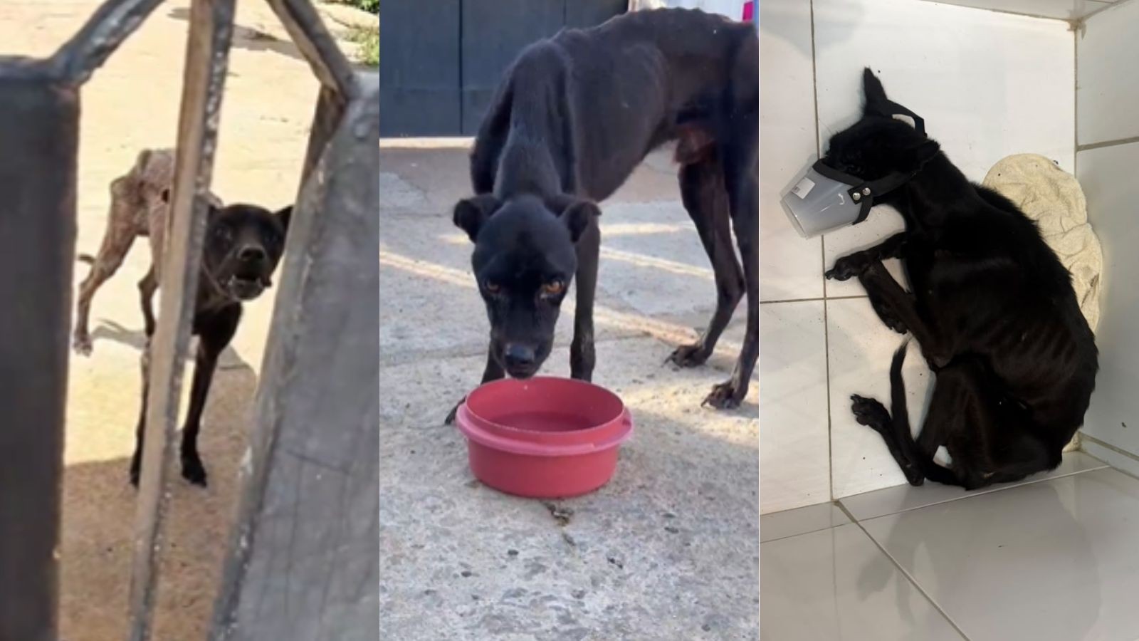 Cão em estado de magreza extrema é resgatado no PI; tutora é presa por maus-tratos