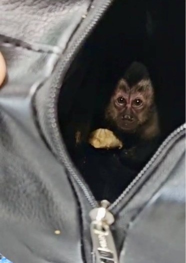 Casal é preso após capturar macaco-prego no Parque Nacional da Tijuca