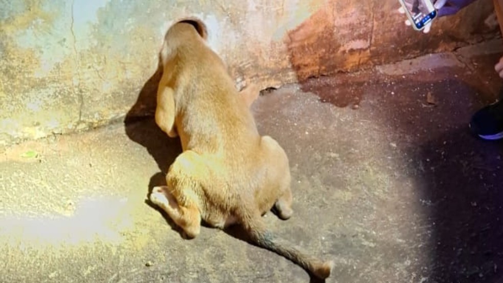 Cachorro caramelo prende a cabeça em cano de muro e mobiliza resgate dos bombeiros em Ituiutaba — Foto: Corpo de Bombeiros/Divulgação
