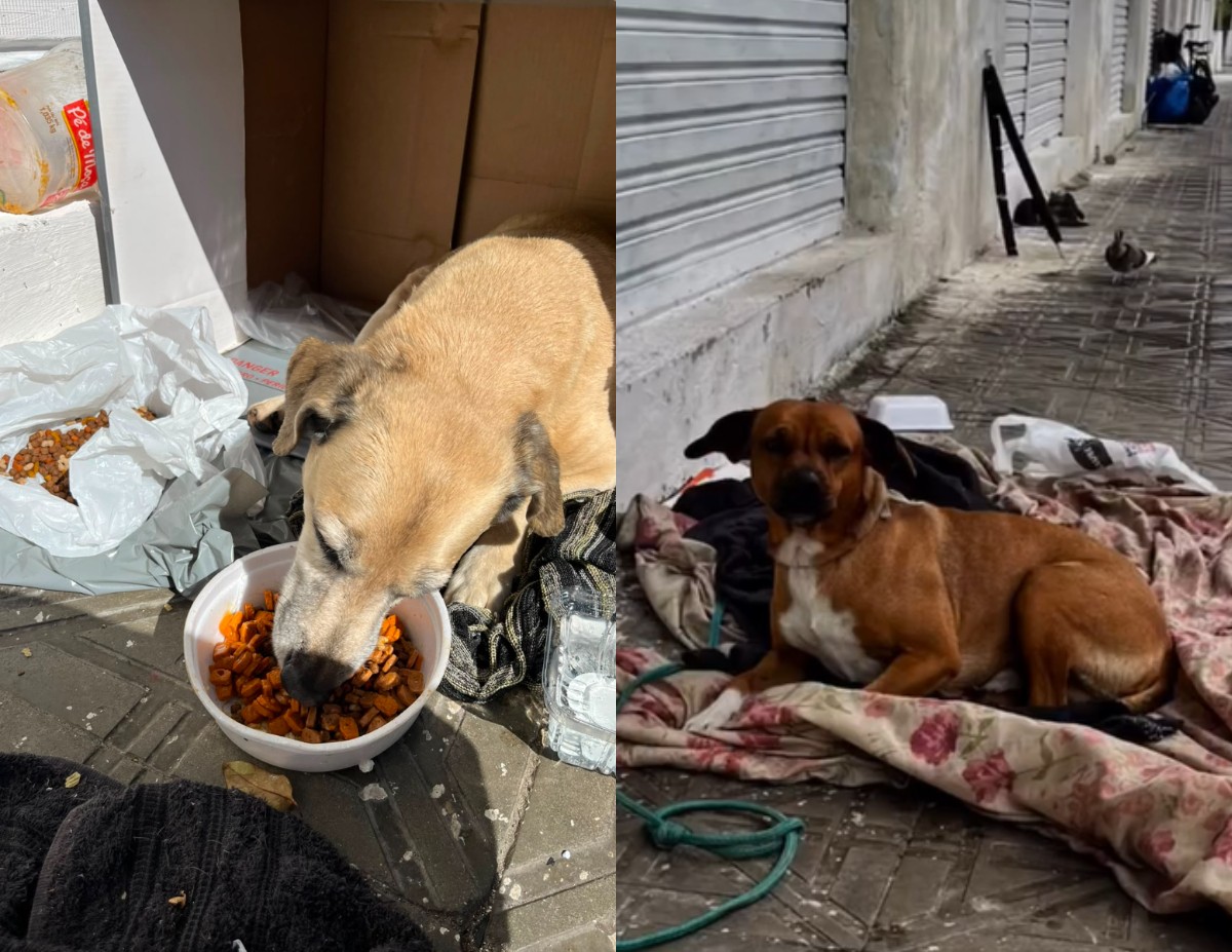 'Caramelos' esperam no mesmo lugar por tutora um mês após mulher em situação de rua ser internada em SC