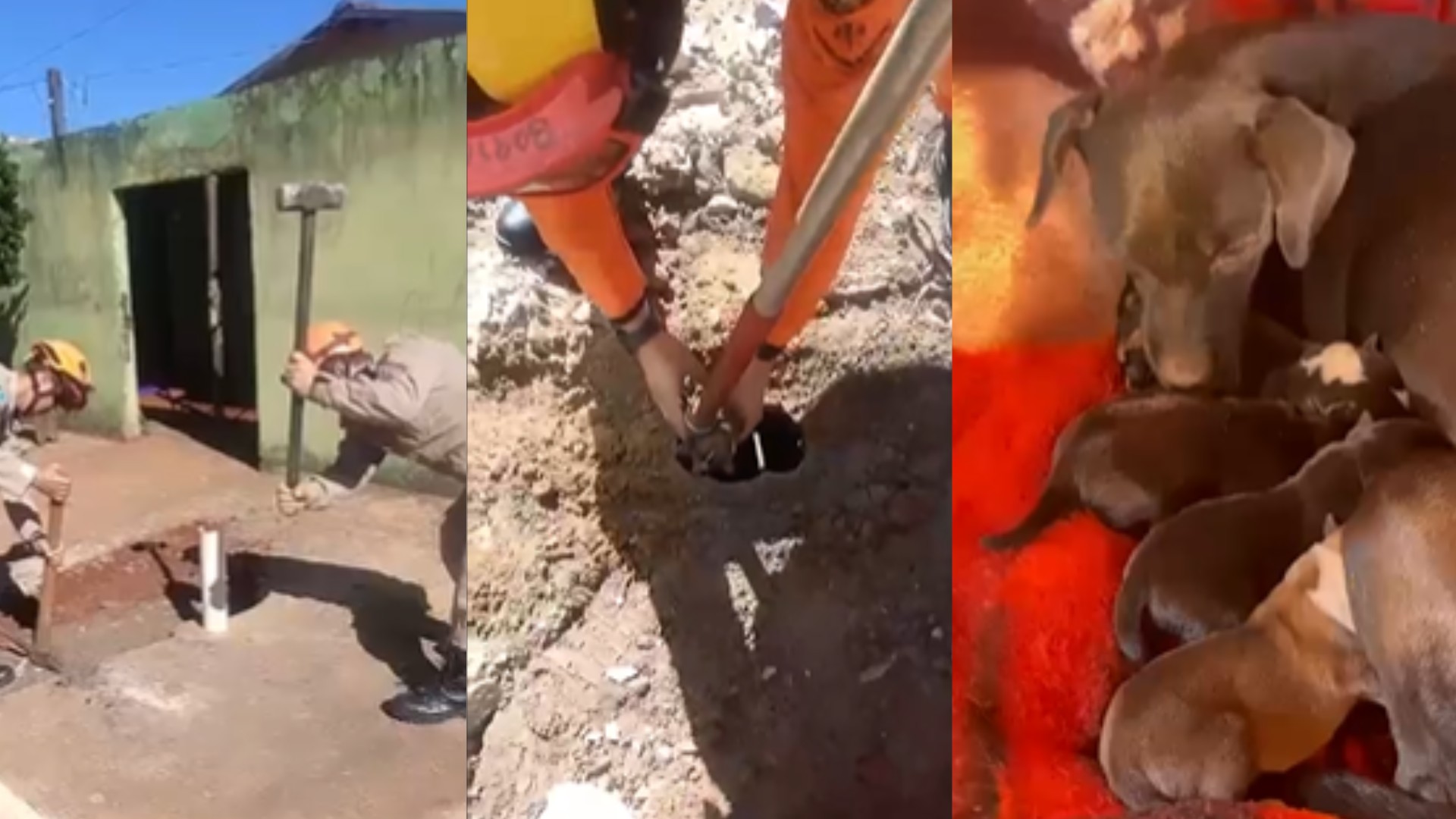 VÍDEO: Bombeiros quebram calçada e resgatam filhotes de cachorro jogados em fossa de MS