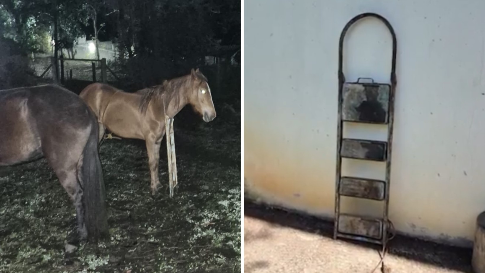 Égua fica com pescoço preso em escada de metal e mobiliza resgate dos bombeiros em Taubaté
