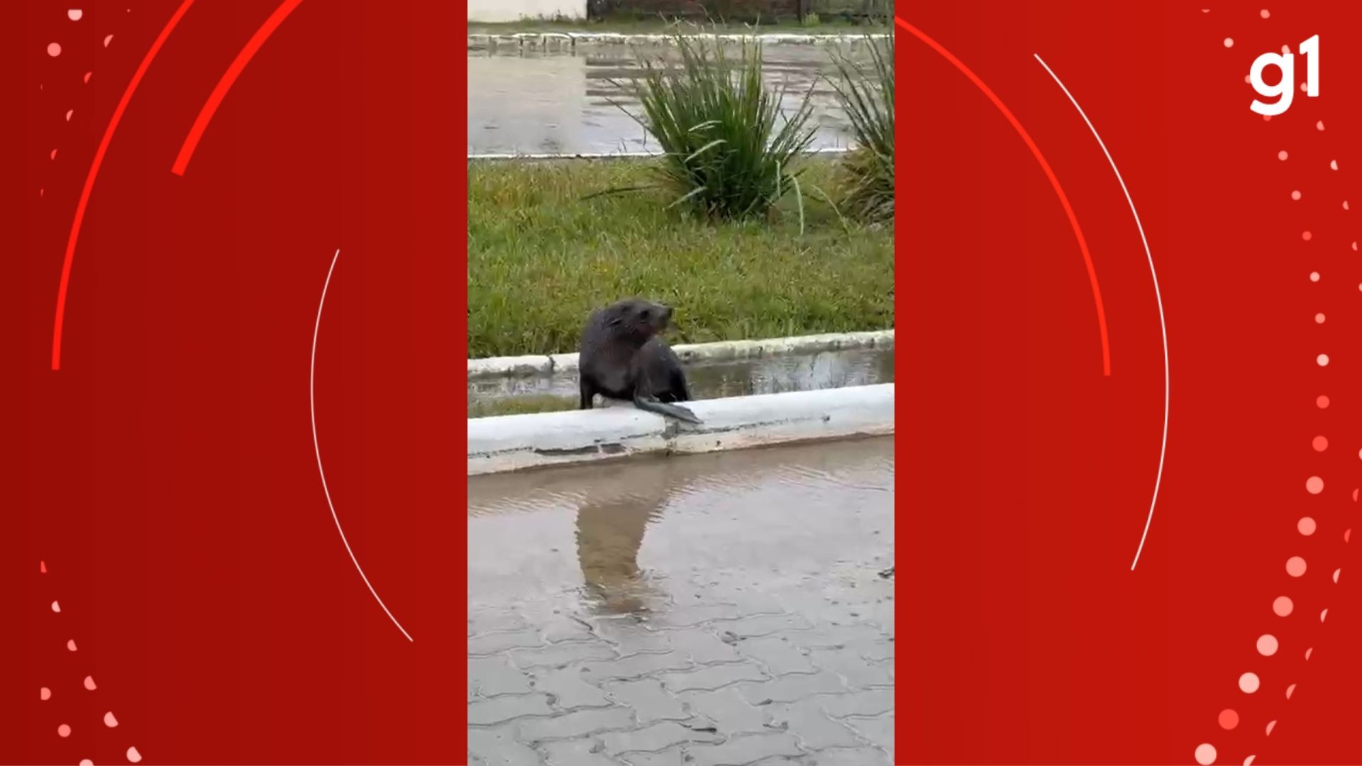 Lobo-marinho se refugia nas ruas de São José do Norte durante passagem de ciclone extratropical; VÍDEO