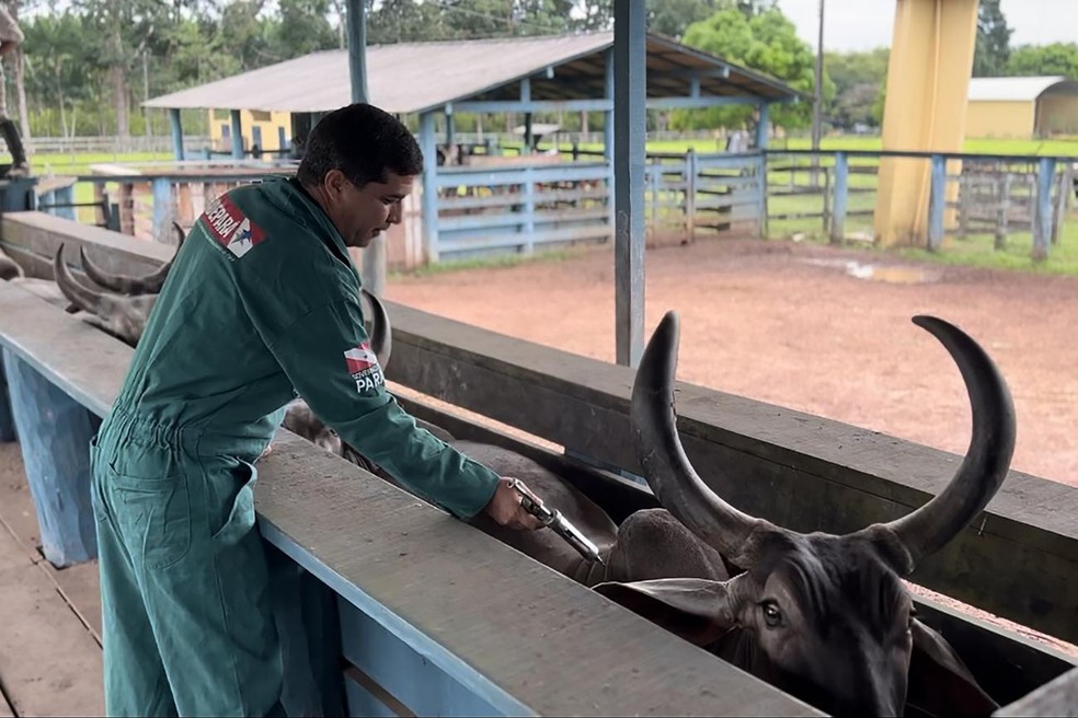 Pará é o maior exportador de gado vivo do Brasil — Foto: Divulgação