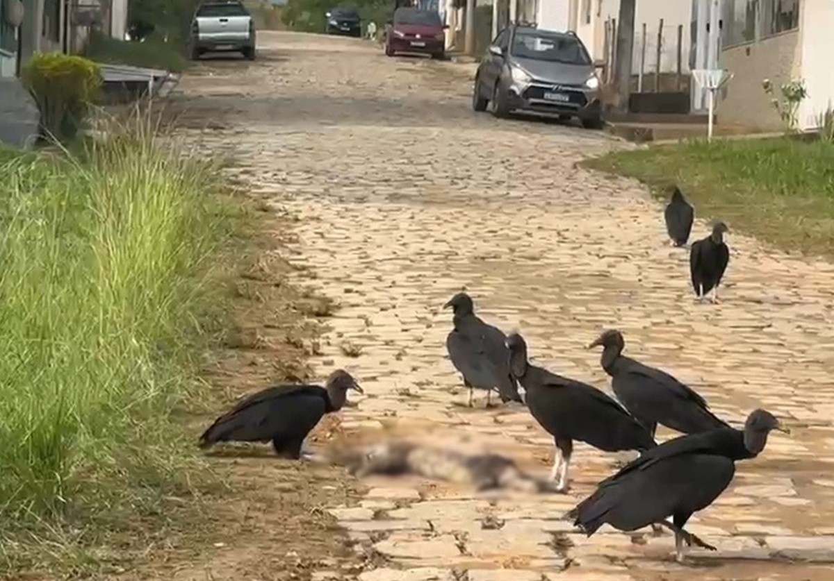 Itaperuna registra série de mortes de cães e gatos de rua