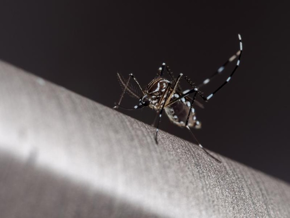 Vírus da dengue é transmitido pela picada da fêmea do mosquito Aedes aegypti — Foto: GETTY IMAGES via BBC