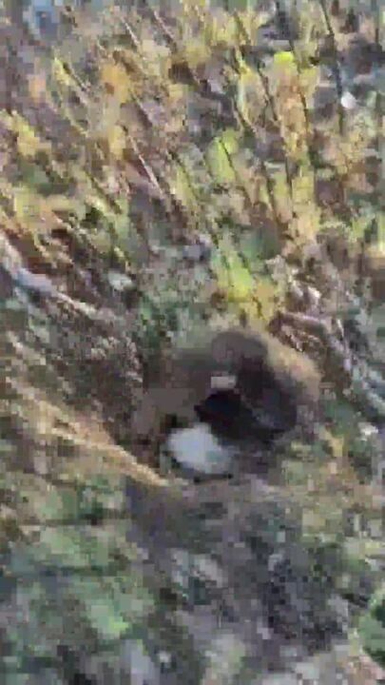 PM Ambiental resgata filhote de tamanduá-bandeira do DF; mãe morreu atropelada na véspera