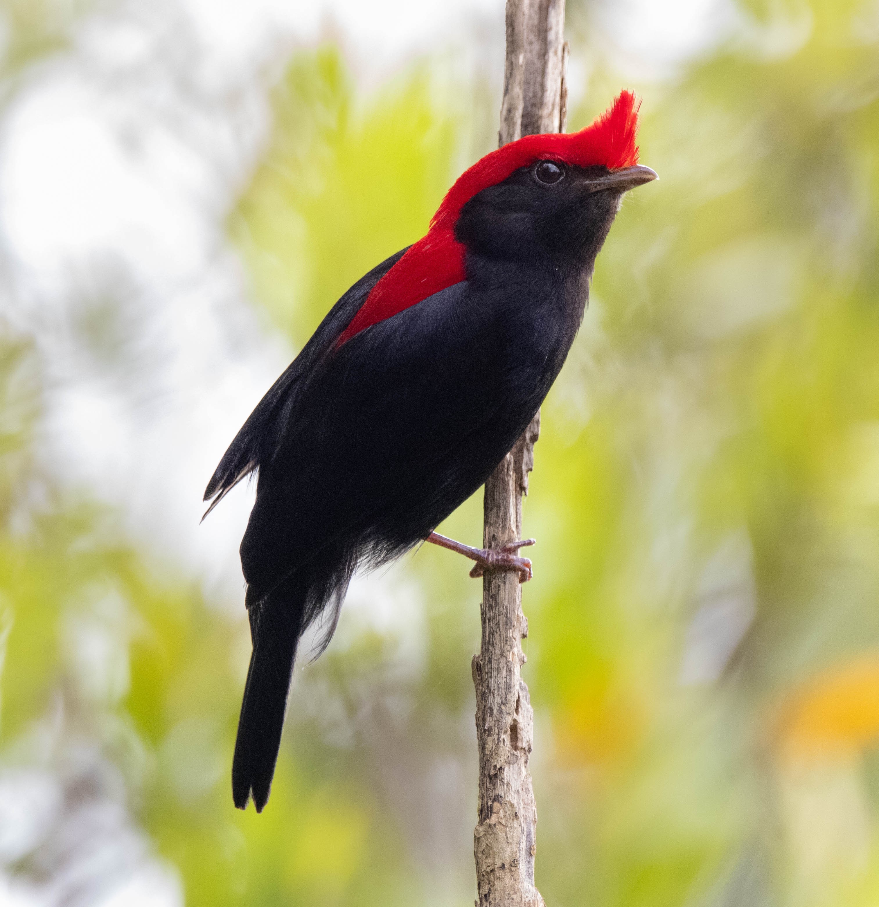 Küçük Manakin (Antilophia galeata) — Fotoğraf: Carol Ferreira