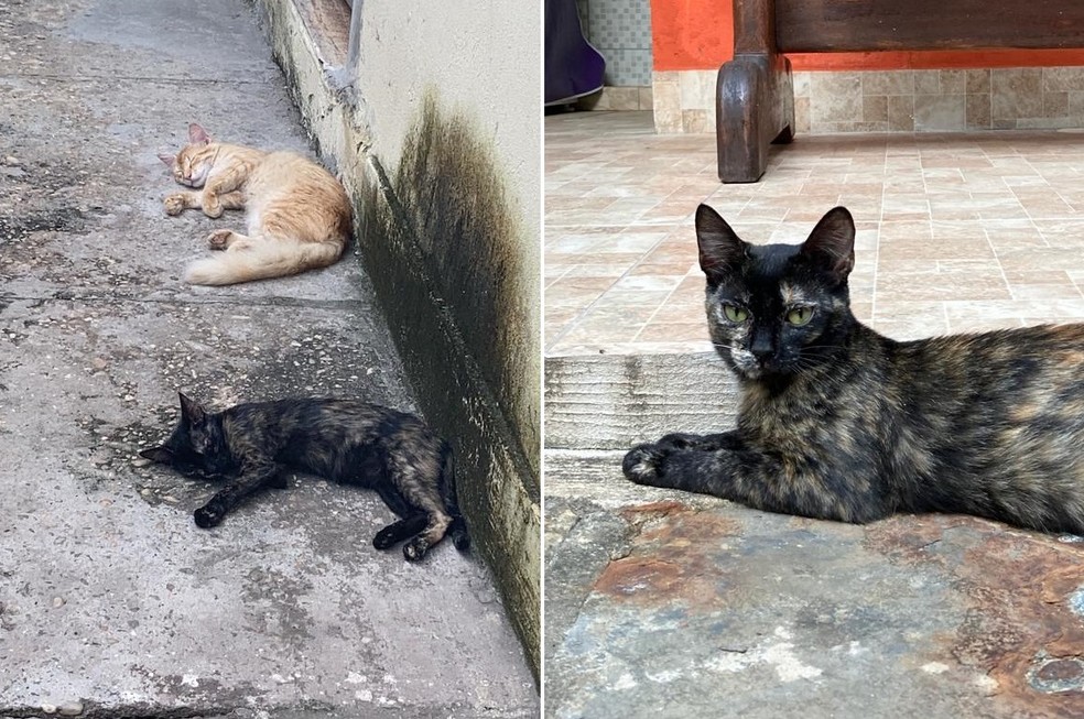 Agora, a casa voltou a ter duas gatinhas — Foto: Amanda Ferreira/ Arquivo pessoal