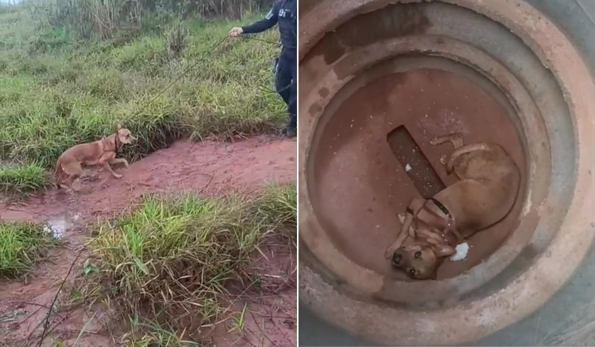 Vídeo: cachorro preso em tubulação é resgatado após pescador escutar uivos de animal perto de represa em Santa Bárbara