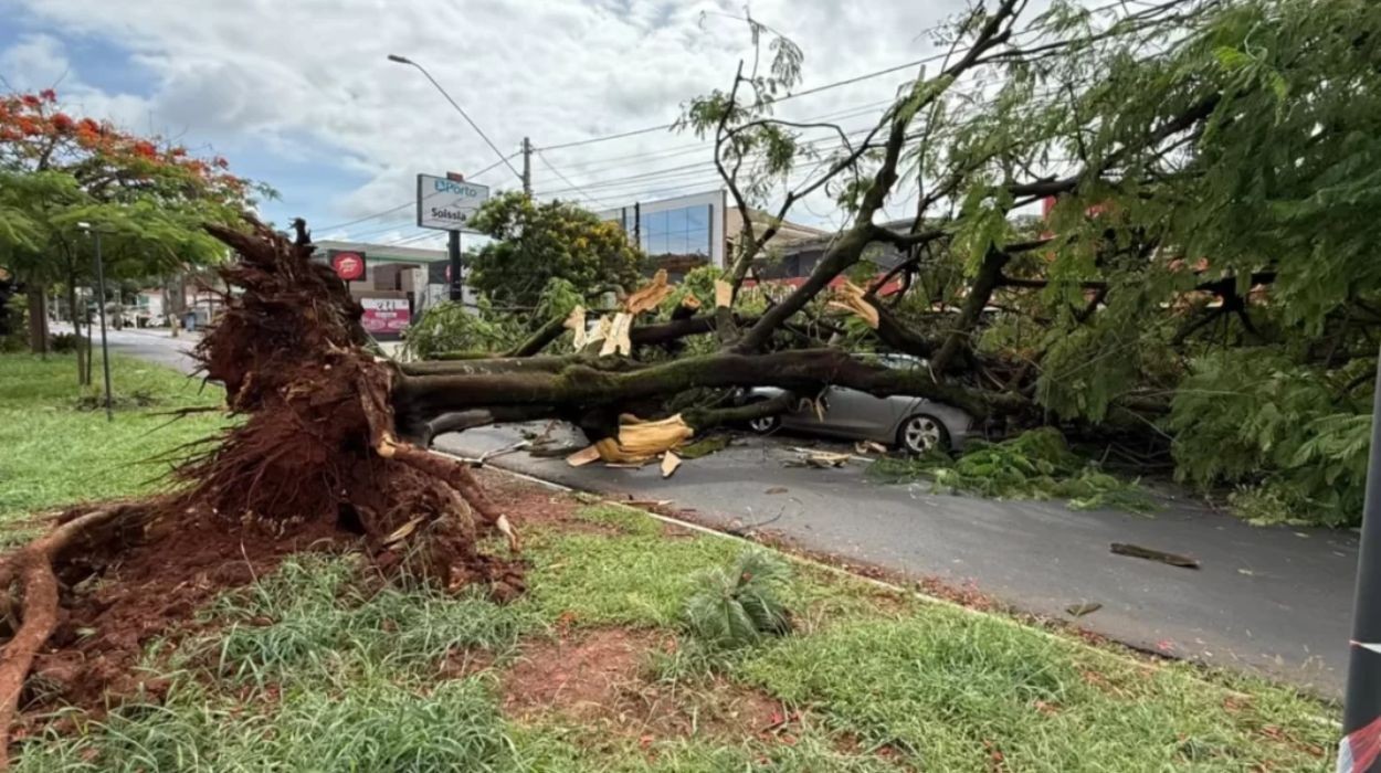 Árvore de grande porte desaba sobre carro em movimento no interior de SP