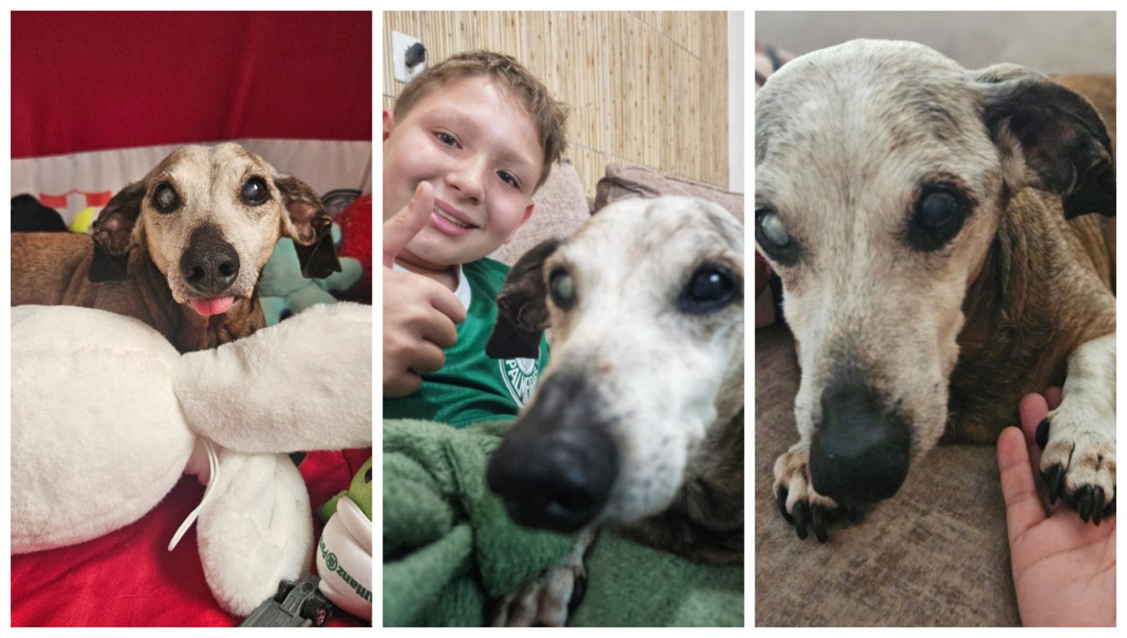 VÍDEO: menino se emociona com os 18 anos de cãozinho 'vovô' e viraliza nas redes sociais