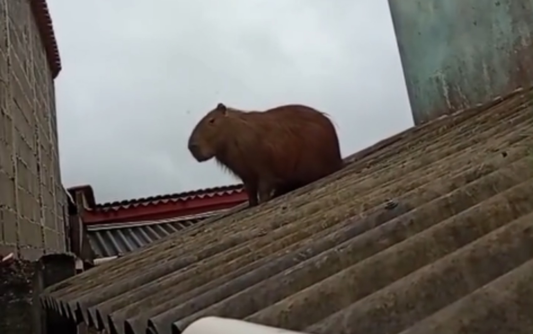 Capivara sobe em telhado e mobiliza Corpo de Bombeiros em Ijaci; animal foi resgatado sem ferimentos