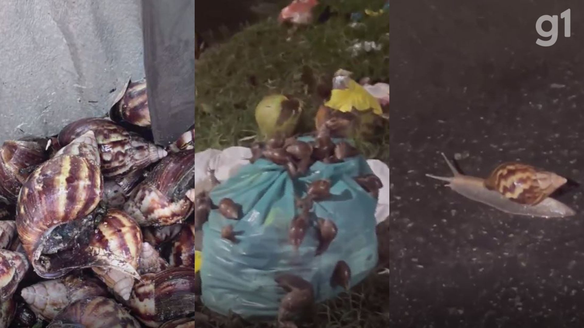 Caramujos africanos invadem casas e preocupam moradores da Cohab, em São Luís