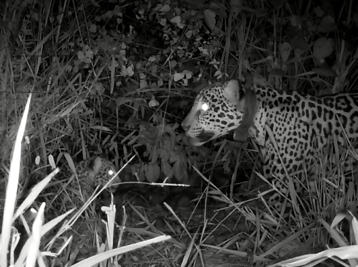 Onça-pintada resgatada no Pantanal dá à luz filhote