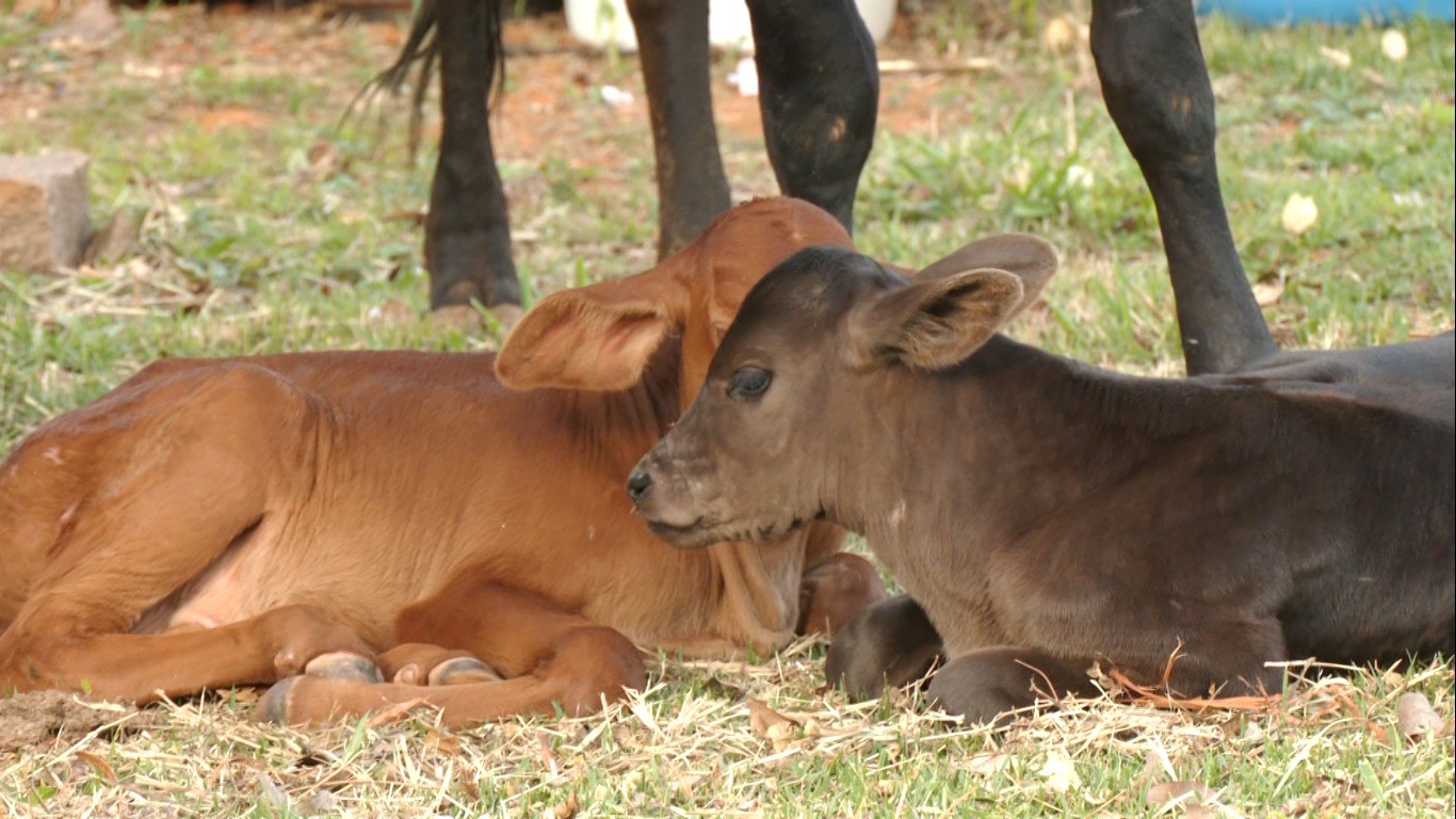 Vaca tem parto raro de bezerros gêmeos nascidos com diferença de nove dias em MG
