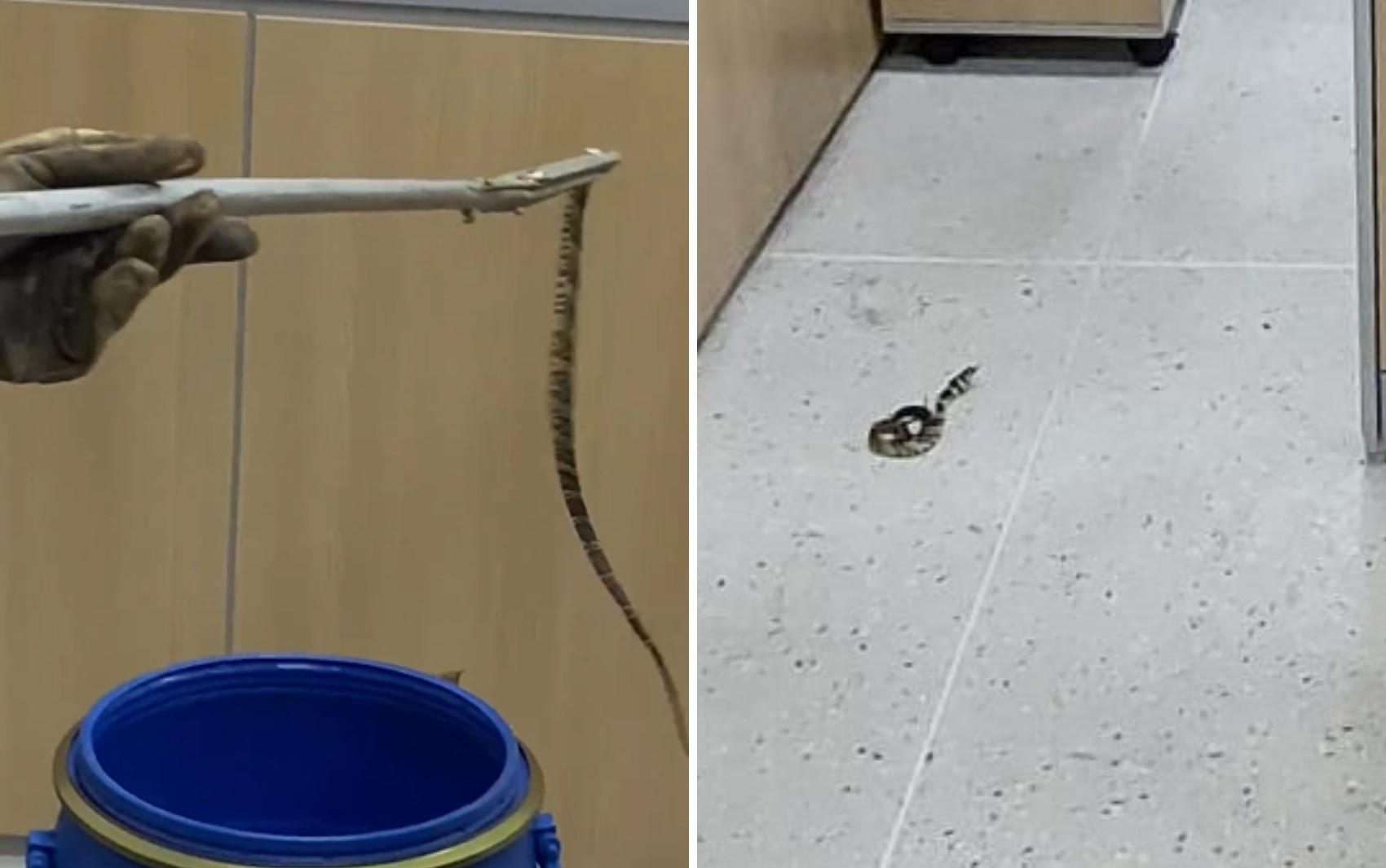 Servidora se assusta ao encontrar serpente dentro da Prefeitura de Senador Canedo; vídeo