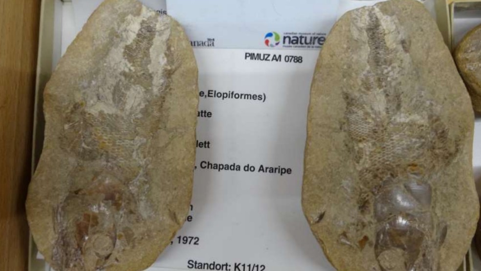 Ceará recebeu lotes de fósseis que haviam sido retirados ilegalmente do país e estavam na Suíça, Itália e Argentina. — Foto: Geopark Araripe/Divulgação