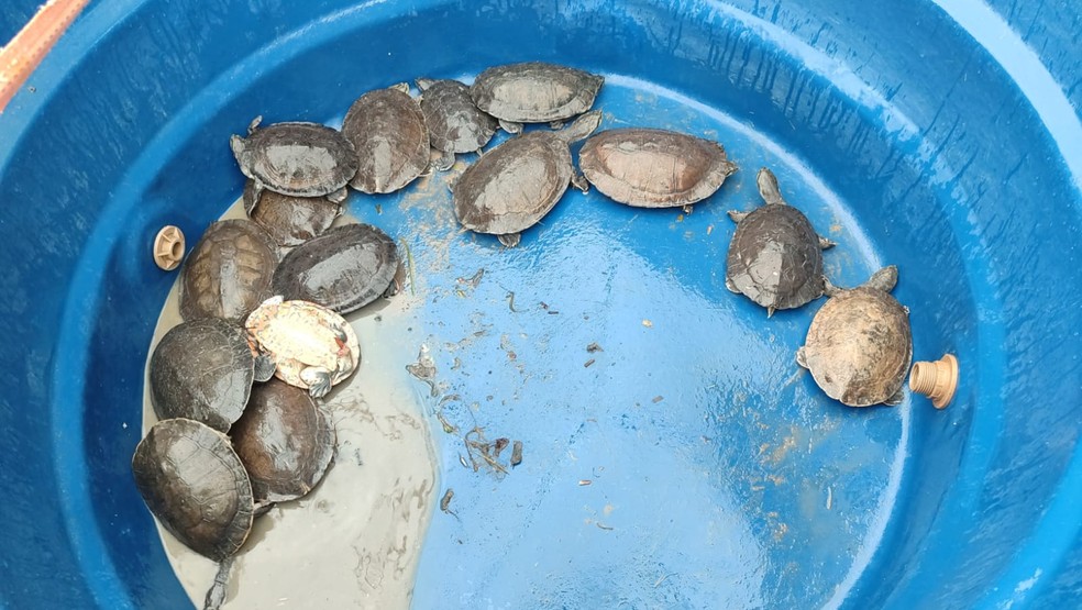 Cágados são resgatados por equipe do Biota após invadir pista em Maceió — Foto: Divulgação/Instituto Biota