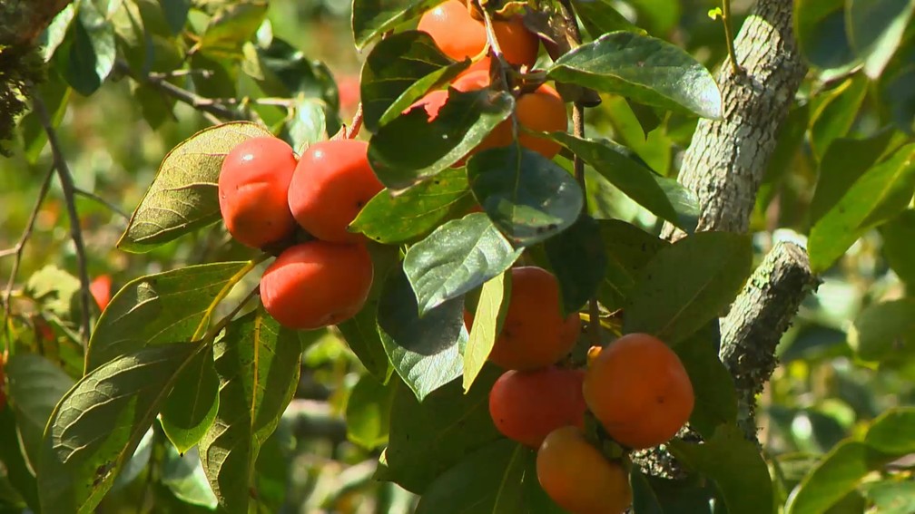 Produção de caqui ganha espaço e vira alternativa de renda no para produtores em Alfredo Chaves, Espírito Santo. — Foto: TV Gazeta