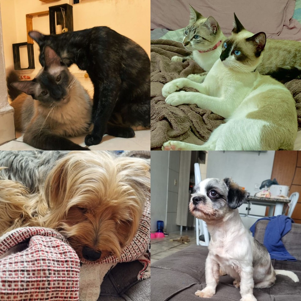 Cookie, Fani, Zoe e Thor estiveram com os seus donos nos melhores e nos piores momentos — Foto: Reprodução