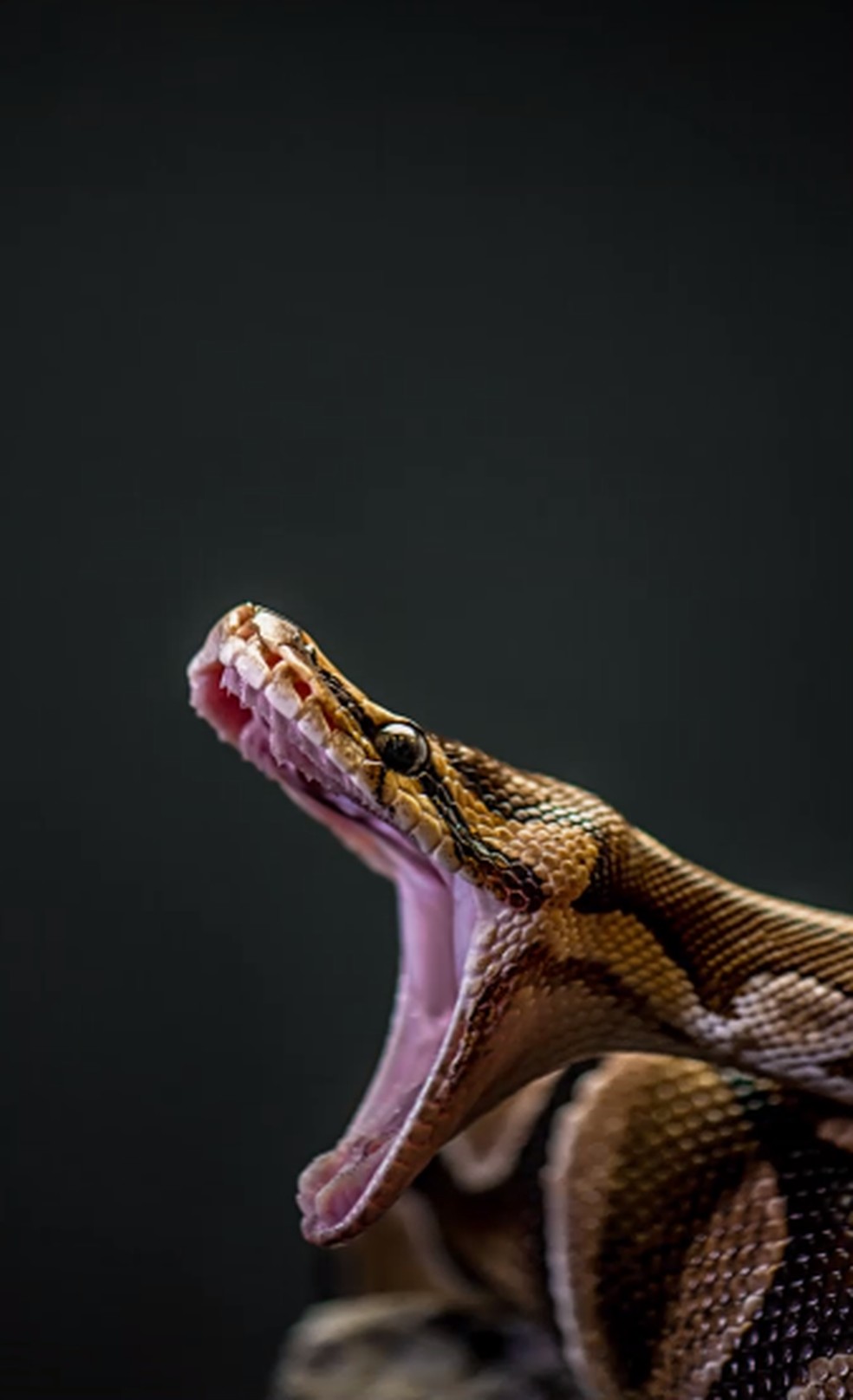 Espécie é conhecida por atacar outras cobras além de anfíbios, aves e mamíferos — Foto: Globo Rural