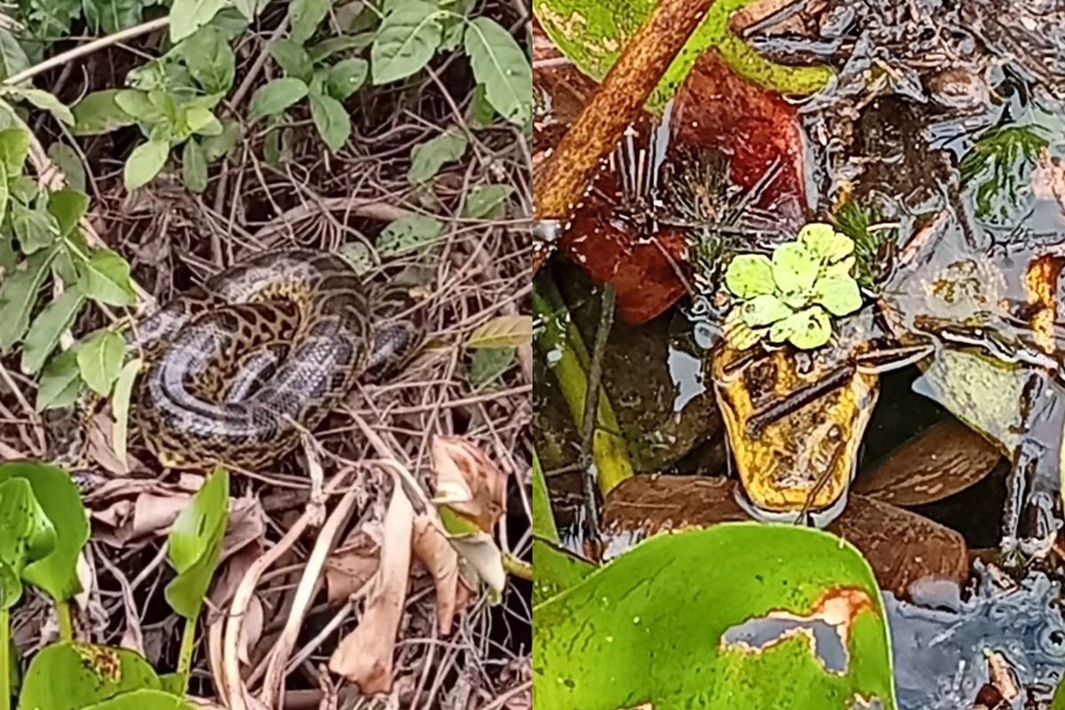 VÍDEO: turistas dos EUA se assustam ao encontrar sucuris gigantes no Pantanal