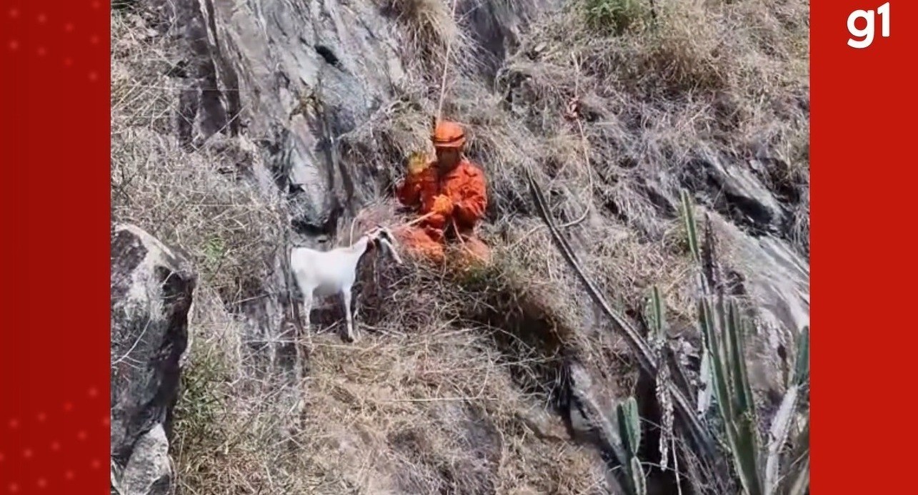 Cabra é resgatada após passar 6 dias presa em pedreira em Levy Gasparian