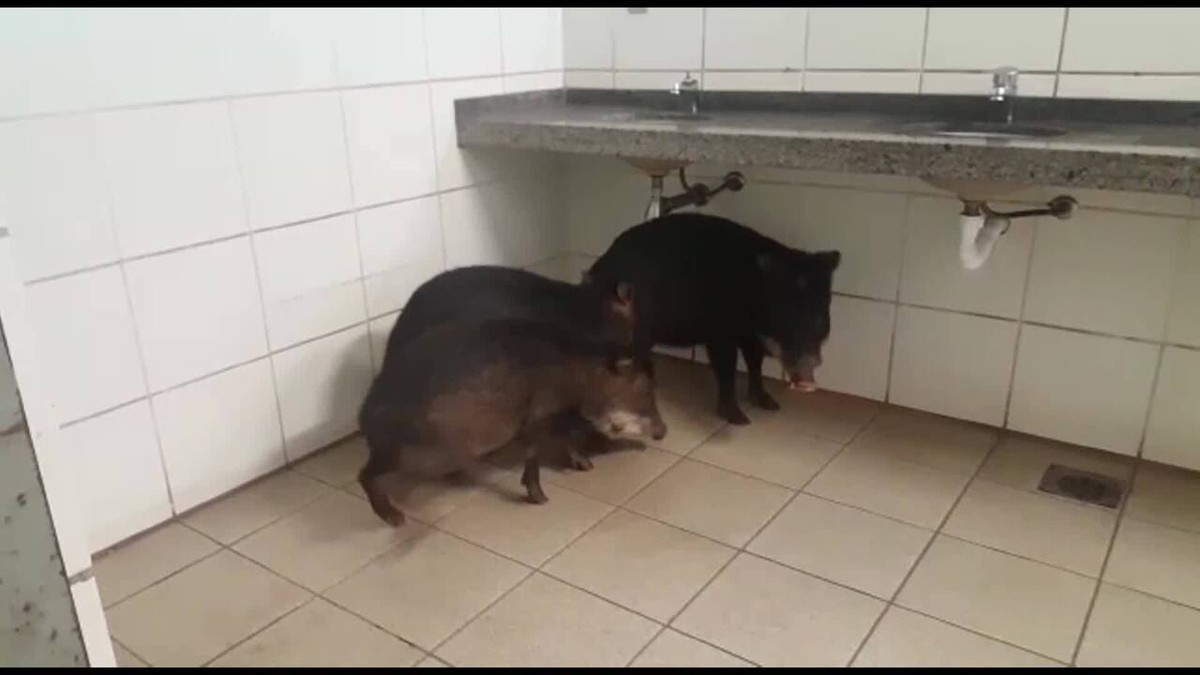 Jogos de Porcos em COQUINHOS