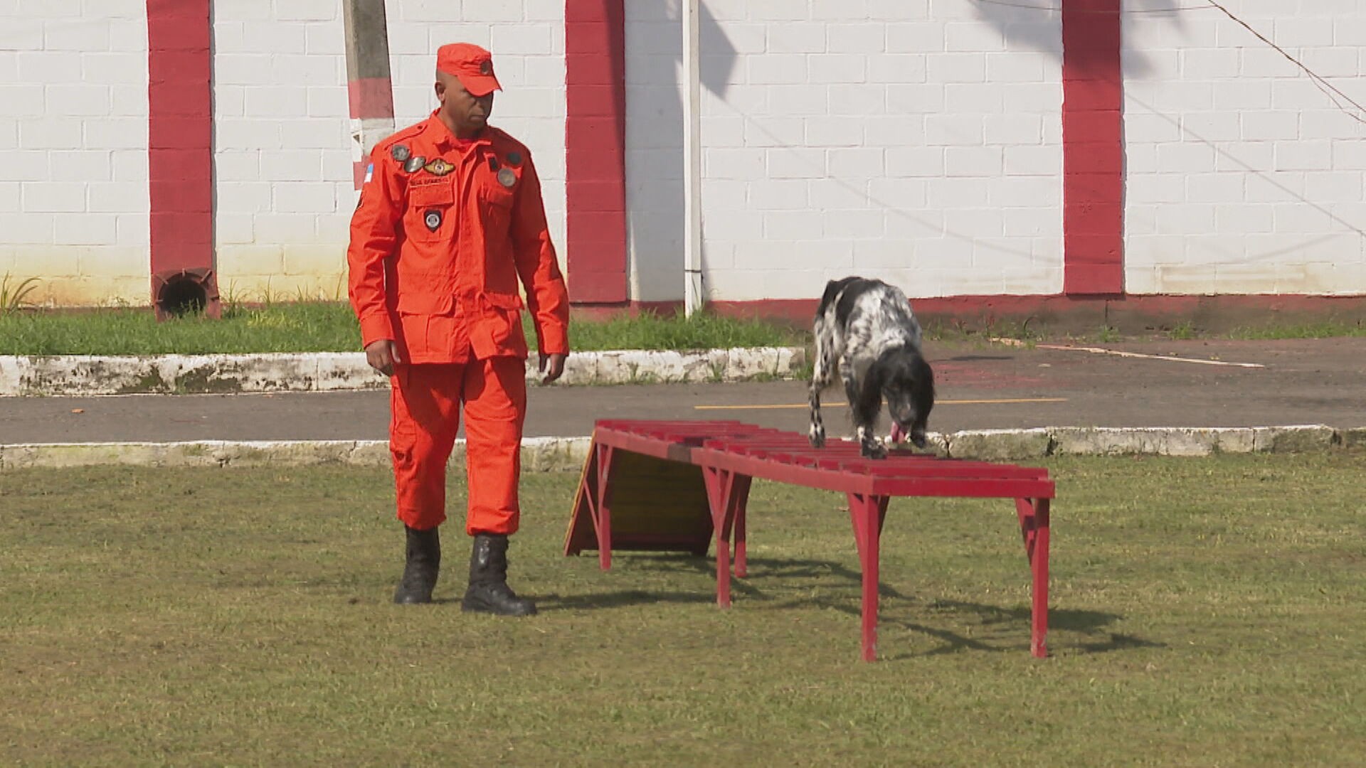 Conheça Boss, cão-bombeiro que ajudou a resgatar a menina Ayla, em Petrópolis, mês passado