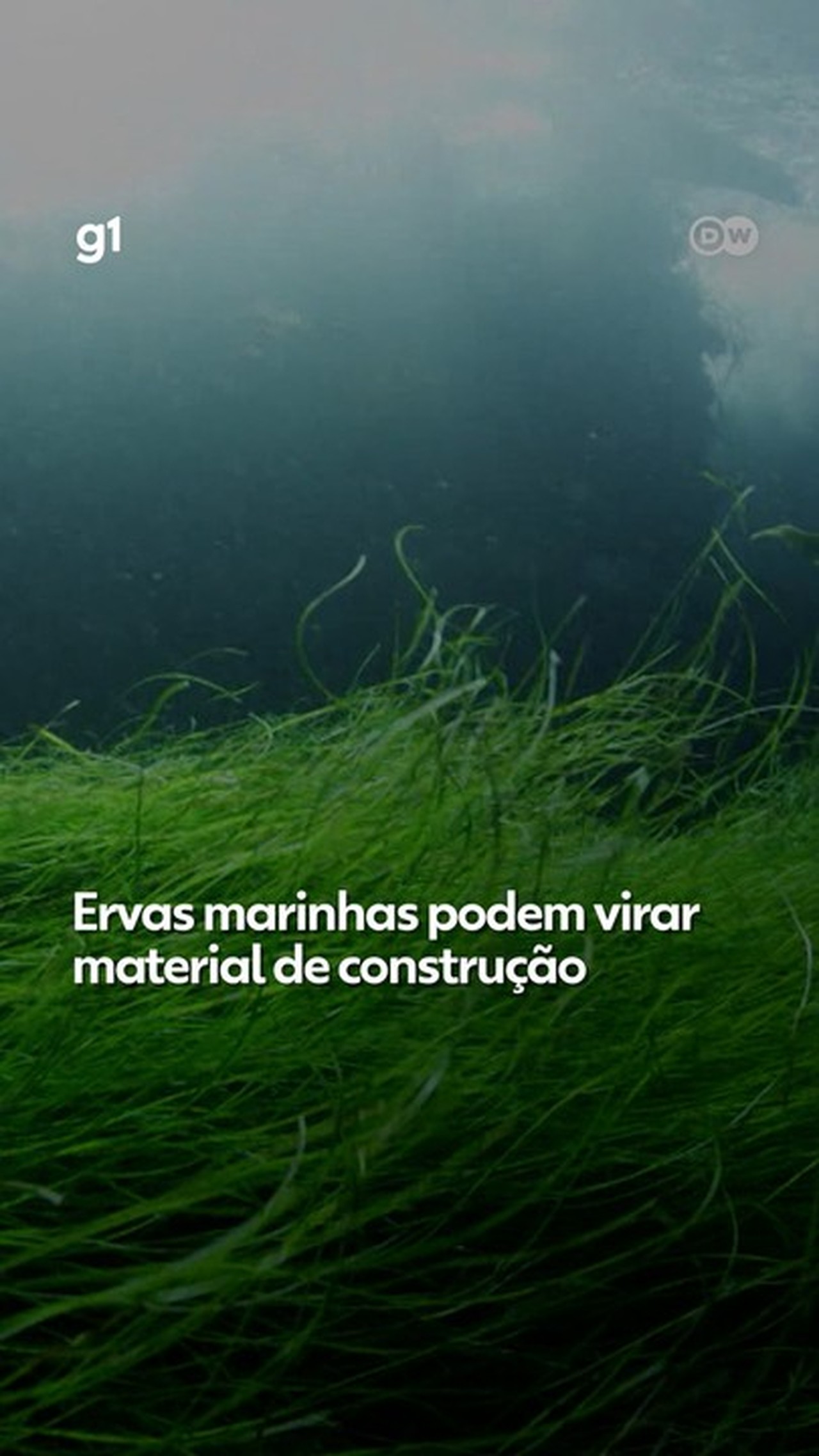 Ervas marinhas que chegam às praias viram material para construir casas; veja VÍDEO