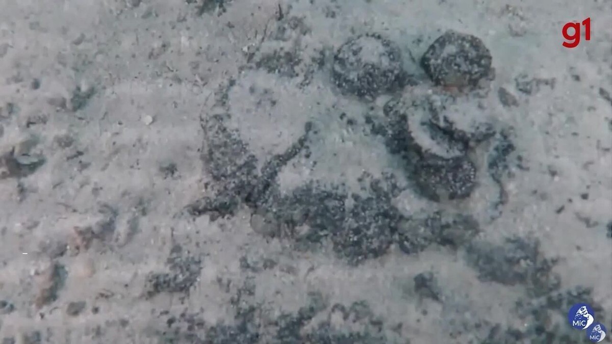 Mergulhador vê algo brilhante no mar da Itália e descobre mais de 30 mil moedas do Império Romano; VÍDEO