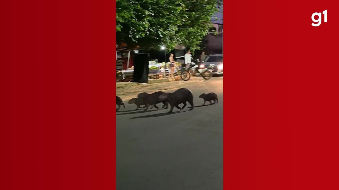 VÍDEO: Família de capivaras é flagrada atravessando avenida movimentada em Ji-Paraná, RO 