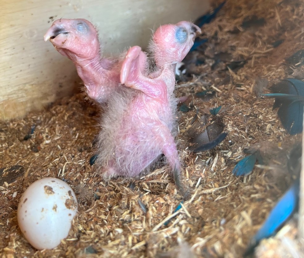 Ararinhas-azuis nascida em Curaçá há cerca de duas semanas — Foto: Divulgação/ACTP