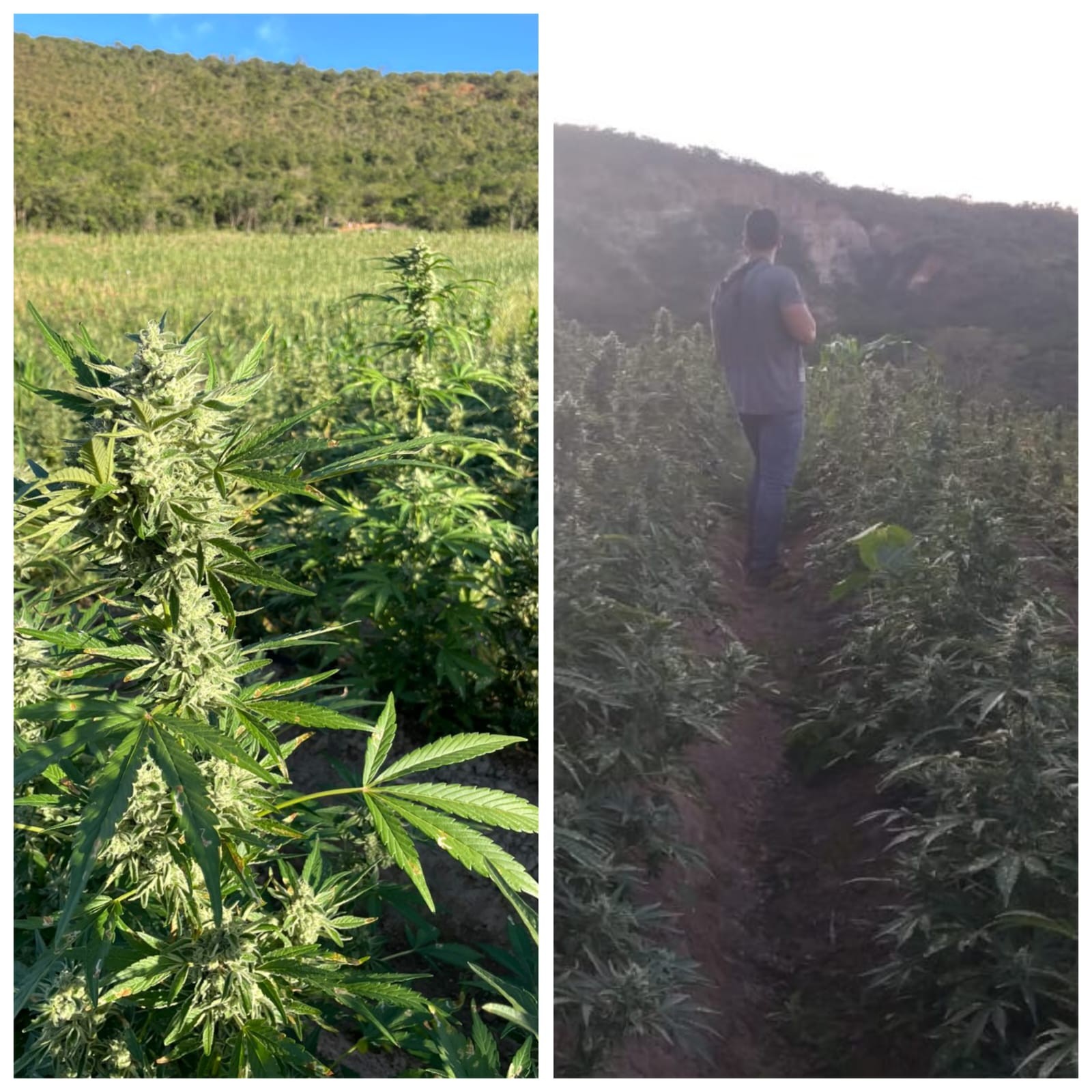 Plantação com cerca de 30 mil pés de maconha é descoberta durante buscas por vítimas de sequestro em MG