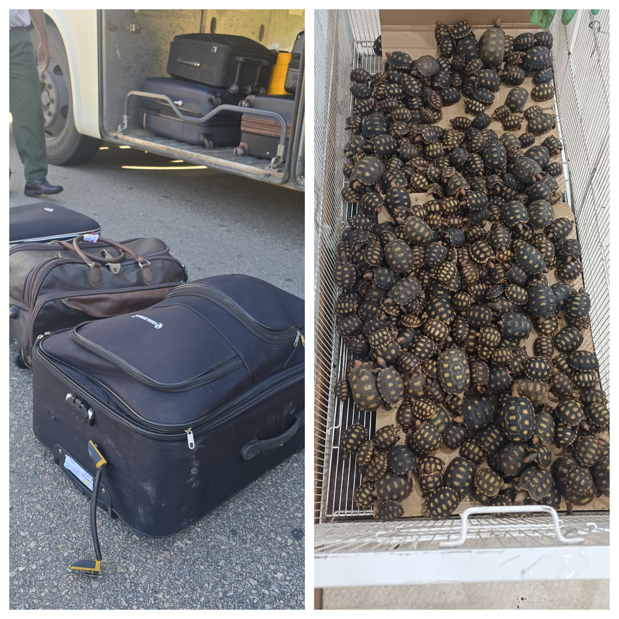 PRF flagra passageiro de ônibus com cerca de 600 filhotes de jabutis dentro de malas no RJ