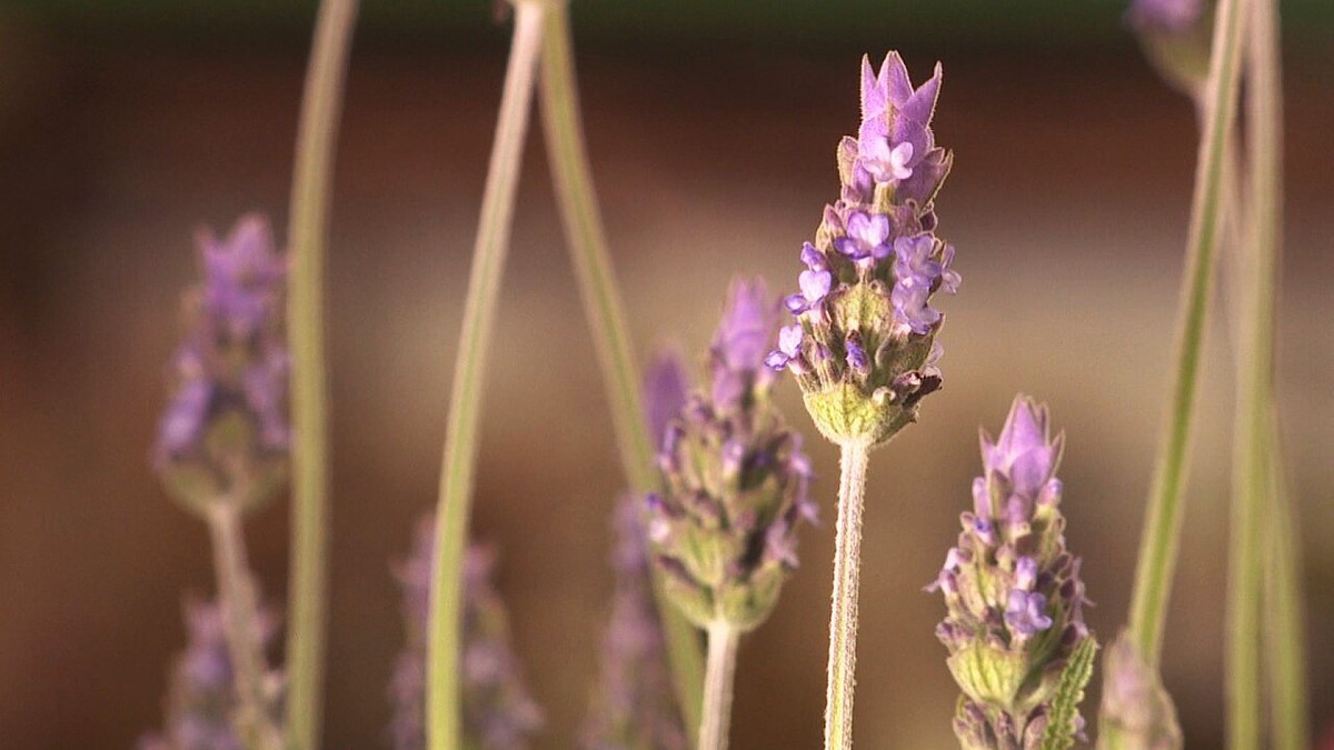 Lavanda serve como calmante