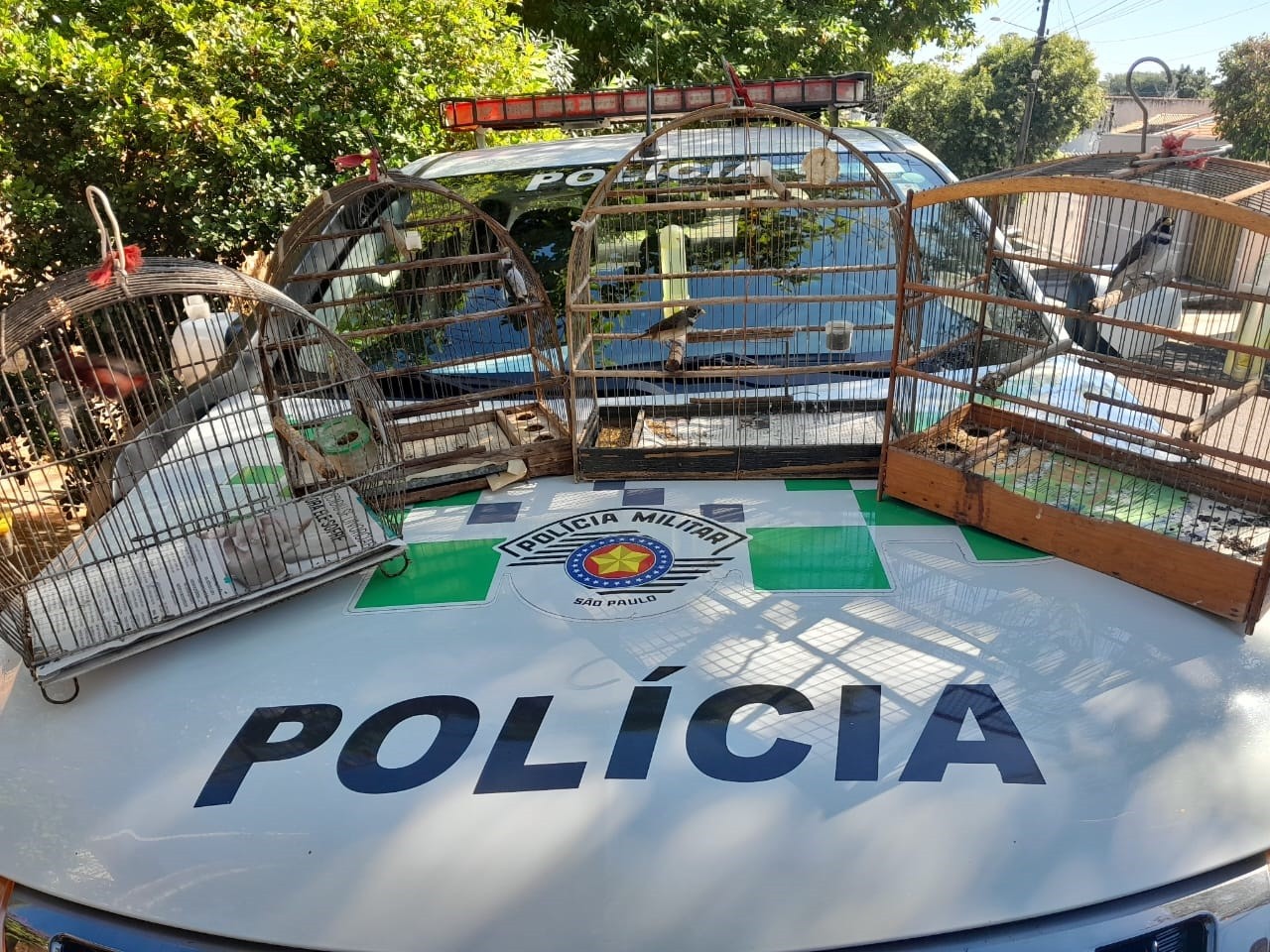 ONG resgata cavalos no Uruguai, onde abates aumentam rapidamente