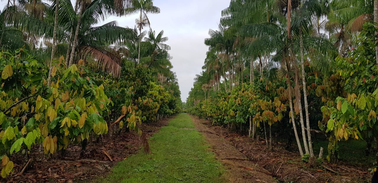 Cooperativas do Pará levam experiências de sustentabilidade para representar o Brasil na COP 30